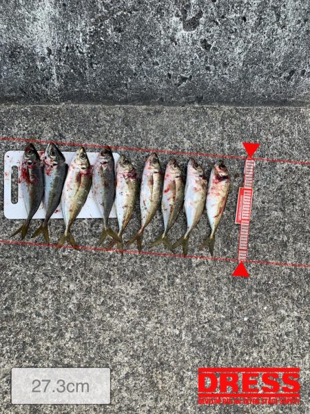 求めていたアジング